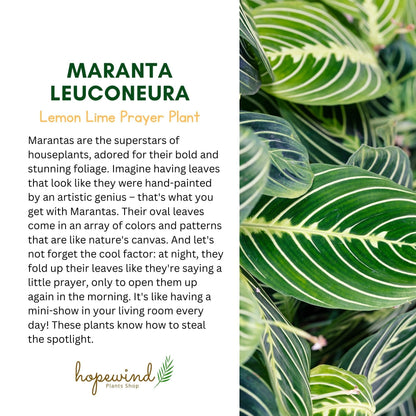 Live Plant, Lemon Lime Maranta Prayer Plant, Pet Friendly, Air Purifying Plant, Easy Care, Easy to Grow Live Indoor Plant, Houseplant, Rare Indoor Plant, Home Décor Pot (Jute Brown Assorted)