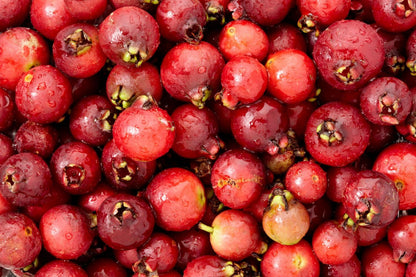 Guava Tree Live Plant, Red Guava Plant Live for Planting, 8 to 12 Long, Half Gallon Pot
