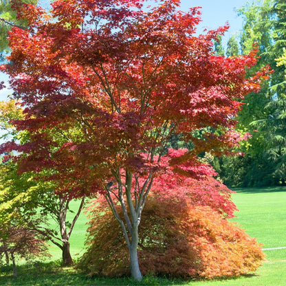 Japanese Red Maple, Compact, Deciduous, Bright Red Leaves, 3 gal, Nursery Pot (Due to Agricultural Laws, we Cannot Ship to CA, AZ, AK, or HI)
