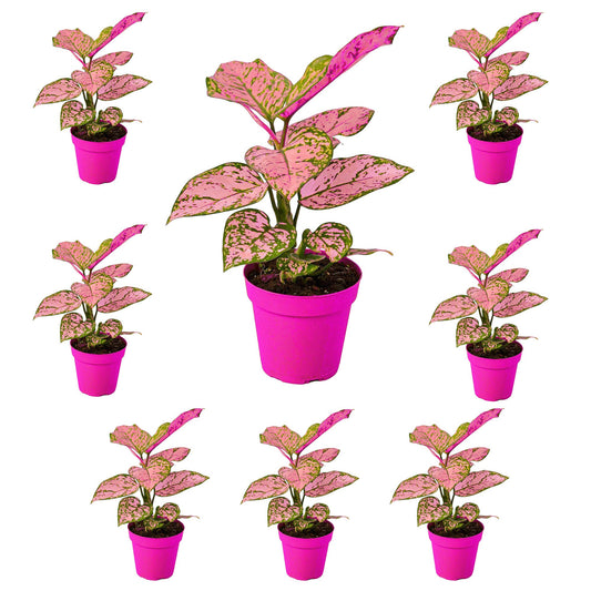 8 Pack Chinese Evergreen 'Lady Valentine' in 6in Pot - Live Plants Tropical Houseplants | Variegated | USA Growers | The Snobby Leaf