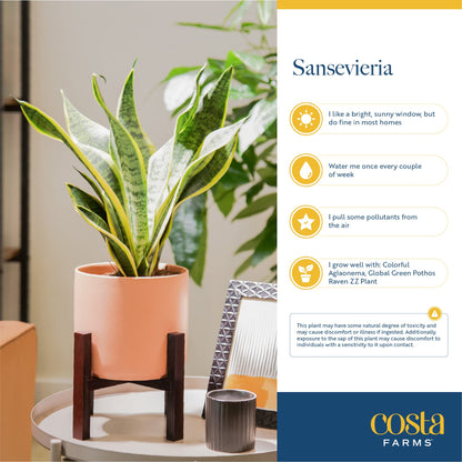 Costa Farms Snake Plant Live Indoor Houseplant in Self-Watering Decor Pot, 12-20 Inches Tall Medium Sansevieria, Low Light Easy Care Live Plant, Unique Housewarming Gift or Office Desk Decor