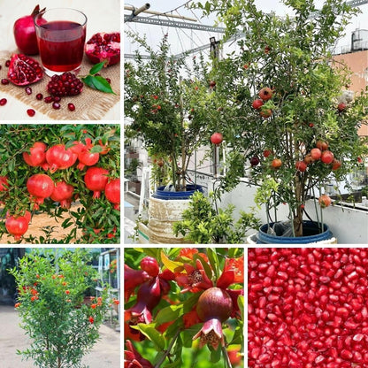 Sweet Pomegranate Live Plant 8-10 Incch Tall, 4 Inches Pot, Red Pomegranate Plants Live, Edible Fruit Bearing Tree for The Patio and Garden