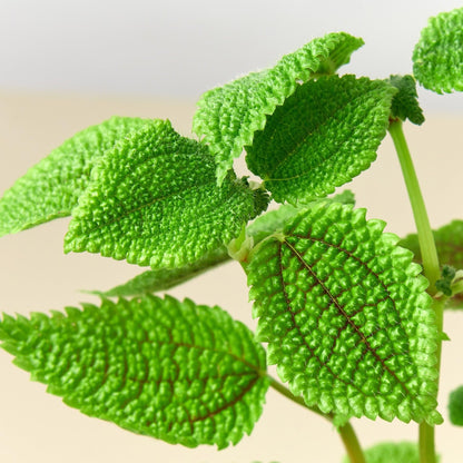 Pilea Moon Valley | Live Plant for Indoor & Outdoor | for Living Room, Office, Bathroom | (4" Pot)