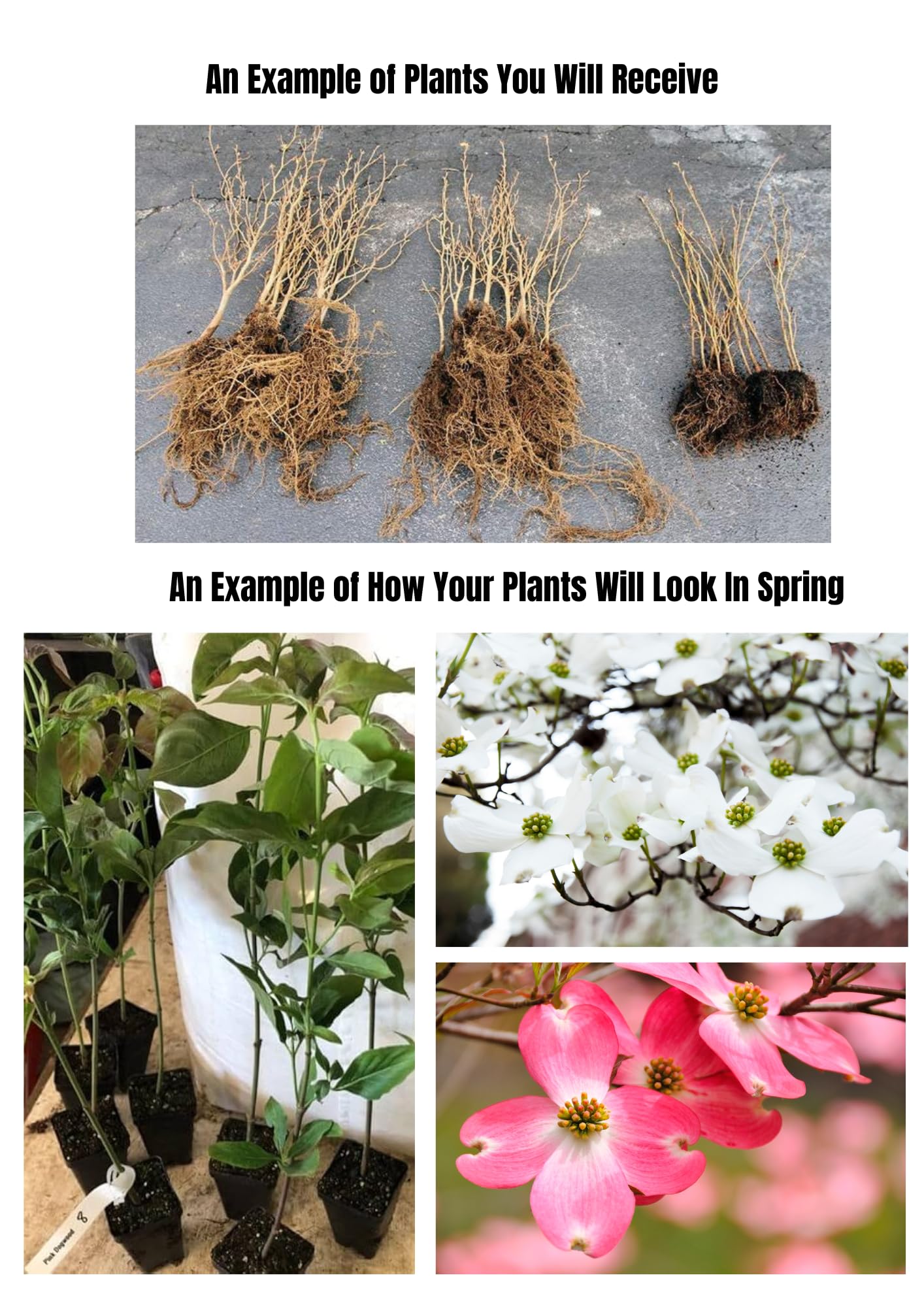Kousa Dogwood Trees Live Plants in Pot, White Flowering Dogwood Plants Live, 6-12" Tall Bushes for Planting Outside Flower Shrubs