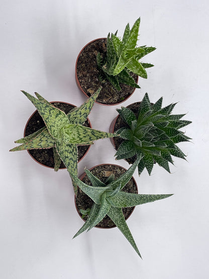 BubbleBlooms Aloe Variety Assortment, 3 inch pots, 4 Different Aloe Succulents