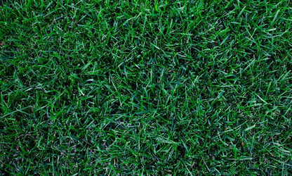 Kentucky Bluegrass Lawn Grass Seed, 1 Pound
