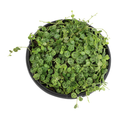 String of Turtles Live Plant Hanging Basket, Pet Friendly Live Indoor Plants, Peperomia prostrata Succulent, Real Houseplant, Non-Toxic Houseplants for Home or Office