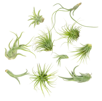 Air Plant Low Light House Plants Box 10PK, Tillandsia Air Plants Live Houseplants Live Indoor Plants Live Succulents Plants Live Terrarium Plants Live, Air Plant Holder Airplant Kit by Plants for Pets