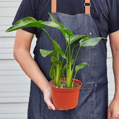 White Bird of Paradise Strelitzia Nicolai Live Plant for Indoor | Different Houseplants in 4'' & 6'' Pot | Real House Plant for Living Room, Office & Desk | Strelitzia Nicolai
