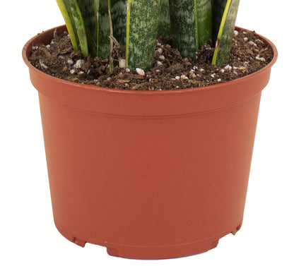 Shop Succulents | Standing Collection | Hand Selected, Air Purifying Live Sansevieria Laurentii Snake Indoor House Plant in 6" Grow Pot