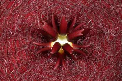 Stapelia Leendertziae 3.5 Inch Potted Plant Well Rooted Starfish Cactus - No Shipping to California Or Arizona!