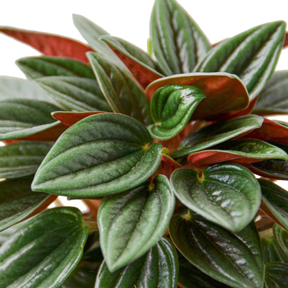 Peperomia Rosso in 4in Pot - Live Plants Tropical Houseplants | Variegated | USA Growers | The Snobby Leaf