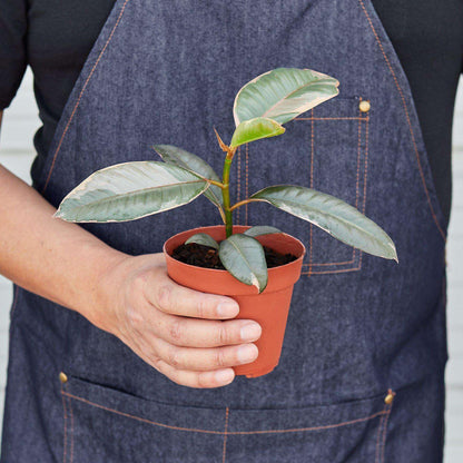Ficus Elastica 'Ruby Pink' Live Plant for Indoor | Different Houseplants in 4'' & 6'' Pot | Real House Plant for Living Room, Office, Desk & Bathroom | Variegated Rubber Tree