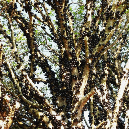 Live Black Jaboticaba Tree Plant, Brazilian Jabuticaba Plant, Sweet Fruit Tree, 1 Feet Tall for Outdoor Planting