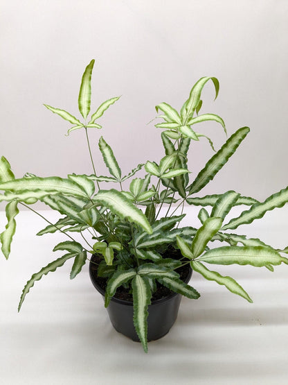 Pteris Cretica 'Albo Fern' | Live Plant for Indoor & Outdoor | for Living Room, Office, Bathroom | (6" Pot)
