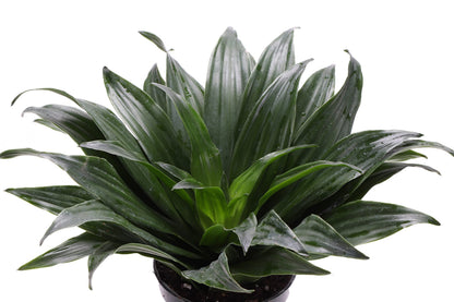 Thorsen's Greenhouse Low Light Houseplant Set, Easy Care Plants, Set of 3 Plants, Live Indoor Plants, 4" Diameter, Classic Pots (Brushed Silver)