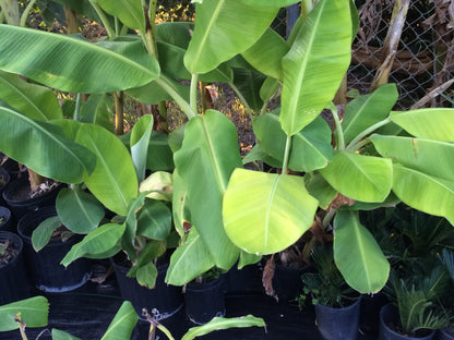 Banana Plant, Orinoco Banana, 'Musa accuminata' (Medium 13" - 24")