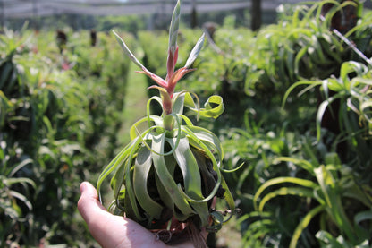 Medium Air Plants Streptophylla - Live Tillandsia Succulent House Plants - Available in Wholesale and Bulk - Home and Garden Decor - Easy Care Indoor and Outdoor Plant (Pack of 1)