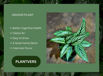 PLANTVERS Live Calathea Plant – Easy Care & Low Maintenance Tropical Houseplant – Air Purifying Indoor Plant for Low Light & Home Décor (Calathea Vittata 4" Grow Pot, 4" Grow Pot)