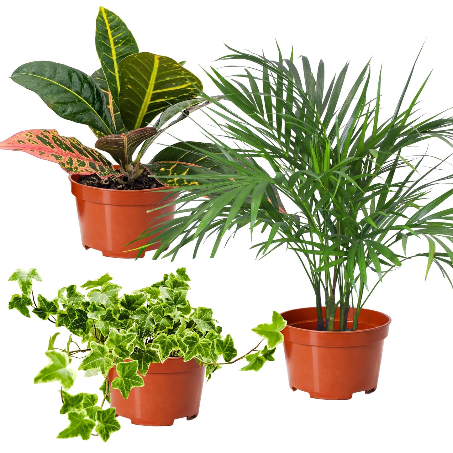 Easy to Grow Houseplants Mix Pack of 4 Full Size Potted Plants - Established & Rooted in 4" Quart Pots, Growers Assorted Mix of Air-Purifying Large Plants (Not Starter Plugs)