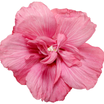 Proven Winners Magenta Chiffon Rose of Sharon (Hibiscus syriacus) Live Plant, 4.5" Qt, 4 Pack