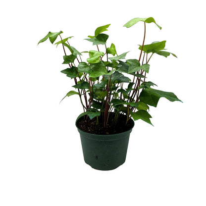 BubbleBlooms Algerian Ivy, Canary Island Ivy, Canary Ivy, Coney Island Ivy, Madeira Ivy in 6 inch Pot