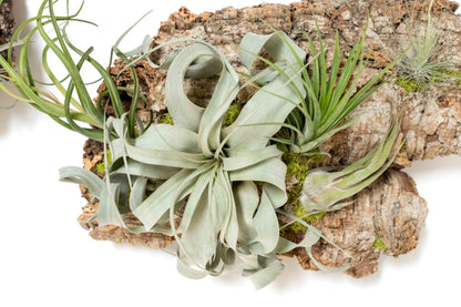 Air Plant Shop Fully Assembled Air Plant Cork Bark Displays - Wholesale and Bulk - Succulents - Live Tillandsia - Easy Care Indoor and Outdoor House Plants (Extra Large)