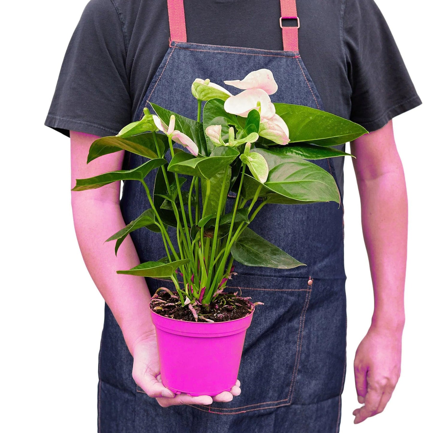 4 Pack Anthurium 'White' in 6in Pot - Live Tropical Houseplant - Easy to Grow | Variegated | USA Growers | The Snobby Leaf
