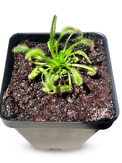 Cape Sundew (Drosera capensis) – Carnivorous Plant with Pot, Easy Indoor Grow Kit for Beginners & Nature Enthusiasts