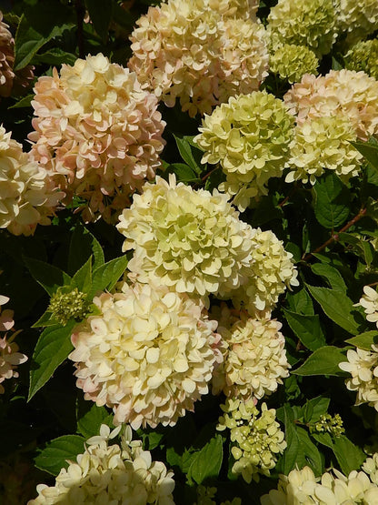 Live Plant from Green Promise Farms - Little Lime Panicle Hydrangea #2 Gallon Size Container Green Flowers - Plant Does NOT Ship to AZ, CA, HI, ID, MT, NV, OR, PR, UT & WA!!!