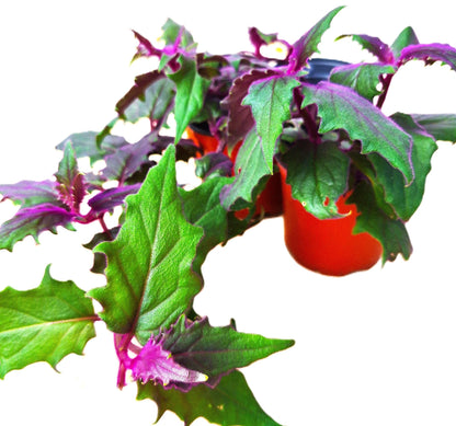 Gynura aurantiaca Exotic Purple Passion 4-6 inch Rooted Plant