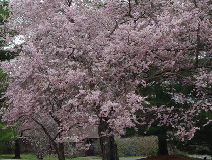 Live Plant - 2 Autumnalis Flowering Cherry Trees - Live Plants - 6-12" Tall