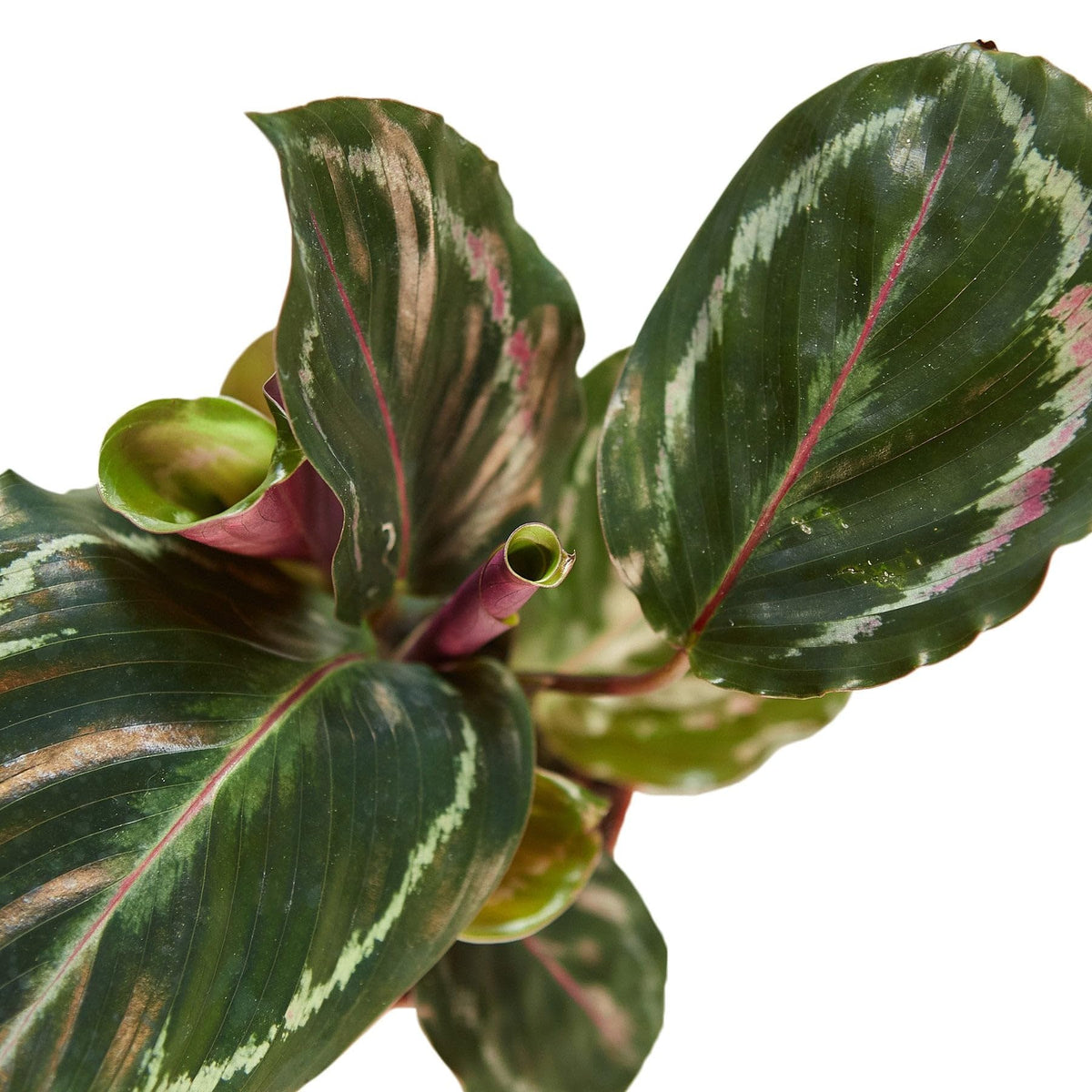 6 Pack Calathea Roseopicta 'Medallion' in 4in Pot - Live Plants Tropical Houseplants | Variegated | USA Growers | The Snobby Leaf