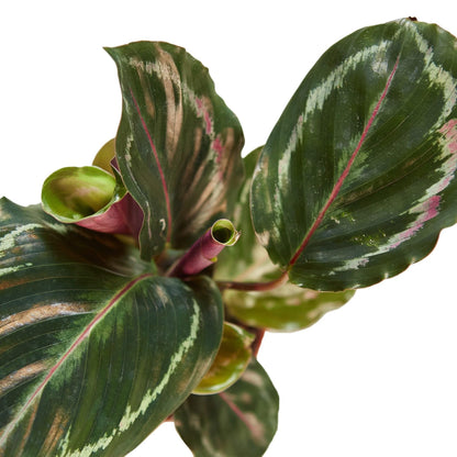 6 Pack Calathea Roseopicta 'Medallion' in 4in Pot - Live Plants Tropical Houseplants | Variegated | USA Growers | The Snobby Leaf