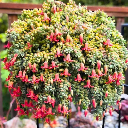 Cotyledon Pendens Succulent Live Plant, Trailing Succulent Plant Live Houseplant in 2 Inch Pot, Small Succulent Live Plant
