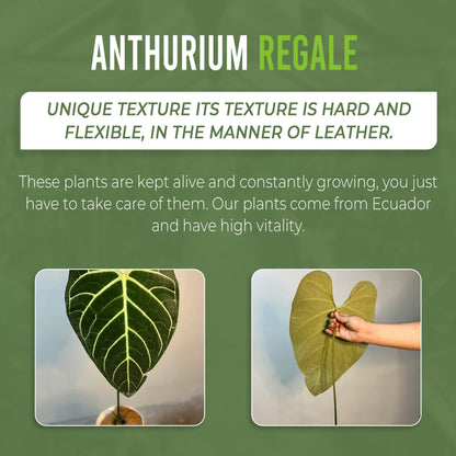 LEAL PLANTS ECUADOR Anthurium Regale (Pack of 2) - Live Tropical Houseplant for Air Purification | Elephant Ear Leaf Plant | Unique Gift for Plant Lovers