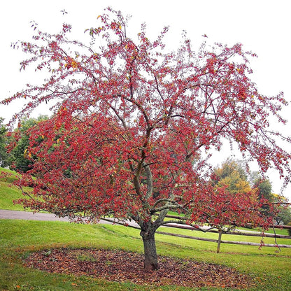 Centurion Crabapple Tree, Vibrant Pink-Red Blooms, Cold Hardy, 2-3 feet Tree Height, 1 gal. Nursery Pot (Due to Agricultural Laws, we Cannot Ship to CA, AZ, AK, or HI)