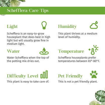 Schefflera Variegated Live Plant for Indoor | Different Houseplants in 4'' & 6'' Pot | Real House Plant for Living Room, Office, Desk & Bathroom | Dwarf Umbrella Tree | Arboricola