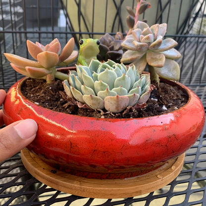 ARTKETTY Succulent Pots - 2 PCS Large Bonsai Pots with Drainage Tray, 7.3 Inch Shallow Planters for Indoor Plants Ceramic Cactus Plant Container Bowl for Home Office Desk