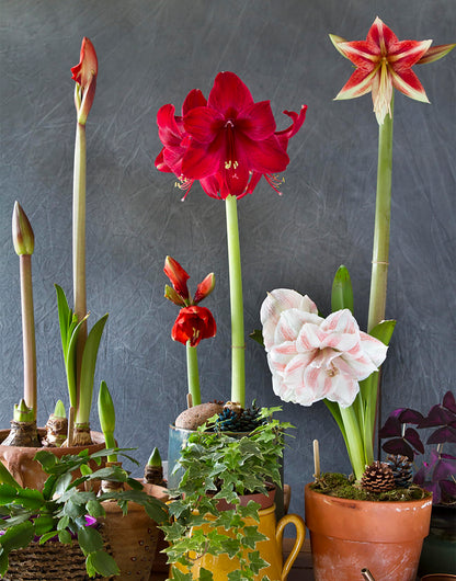 Apple Blossom Amaryllis – 28-30 cm Bare Root Bulb – 2-3 Stalks with Pink and White Flowers – Ideal for Indoor & Outdoor Planting – Easy to Grow Amaryllis Bulb