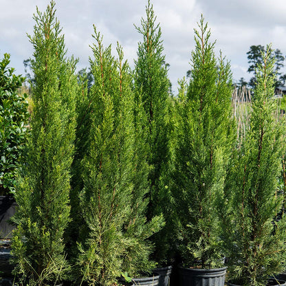 Italian Cypress 1-2'