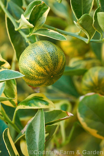 California only! Variegated Calamondin Calamansi Semi-Dwarf Tree, 24-36" Tall, grafted