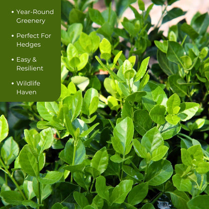 6 Live Manhattan Euonymus Plants (Euonymus Kiautschovicus ‘Manhattan’) – Evergreen Shrub for Hedges, Thriving in 2.5” Nursery Cubes