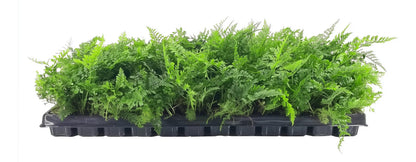 White Paw Fern | 20 Live Plants | Davallia Tyermanii | Indoor Outdoor Tropical Foliage | Fuzzy Root Houseplant | Exotic Decorative Greenery | Pet Safe