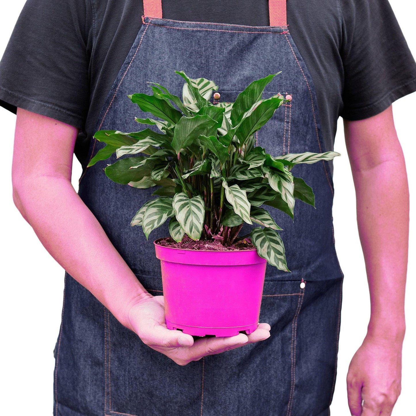 6 Pack Calathea Concinna 'Freddie' in 6in Pot - Live Tropical Houseplant - Easy to Grow | Air Purifying | Pet Friendly | Variegated | USA Growers | The Snobby Leaf