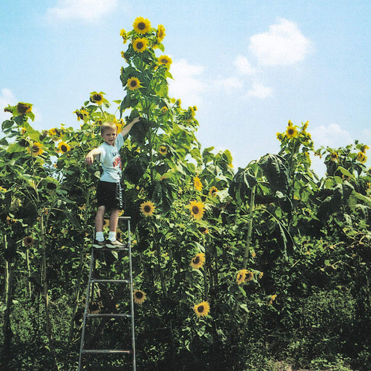 Skyscraper Sunflower Seeds - Giant Yellow Flowers That Bloom All Summer Long - 50 Seeds per Packet