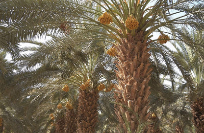 10 Medjool Date Palm Seeds, Pits, Phoenix dactylifera Large Fruit Mejhool Dates