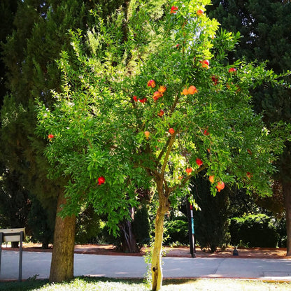 Sweet Pomegranate Tree Live Plant, 4" Potted Cold Hardy, Seedlings Pomegranate Tropical Flavor Fruit for Spring Planting