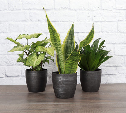 Thorsen's Greenhouse Low Light Houseplant Set, Easy Care Plants, Set of 3 Plants, Live Indoor Plants, 4" Diameter, Classic Pots (Brushed Silver)