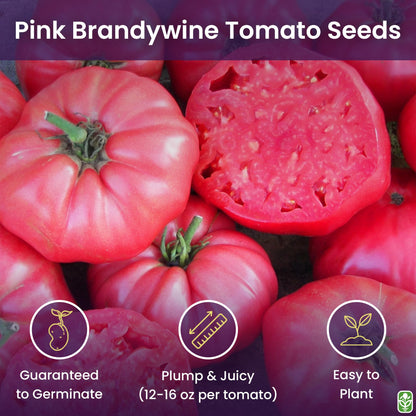 Pink Brandywine Tomato Seeds for Planting – Heirloom, Large & Juicy – One of the Most Delicious Tomatoes for Home Growing – Vegetable Seeds for Planting - Grown in the USA